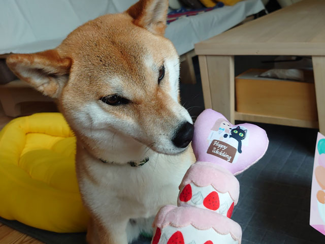 ケーキのおもちゃと柴犬