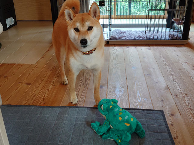カエルのおもちゃと柴犬