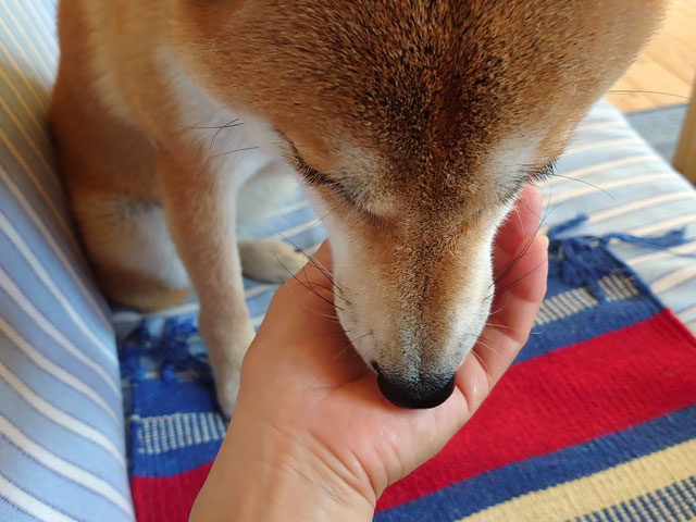 桃を食べる柴犬