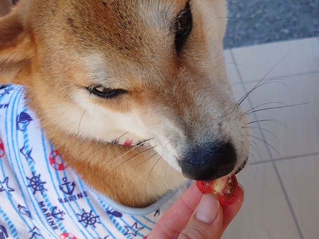 プチトマトを食べる柴犬