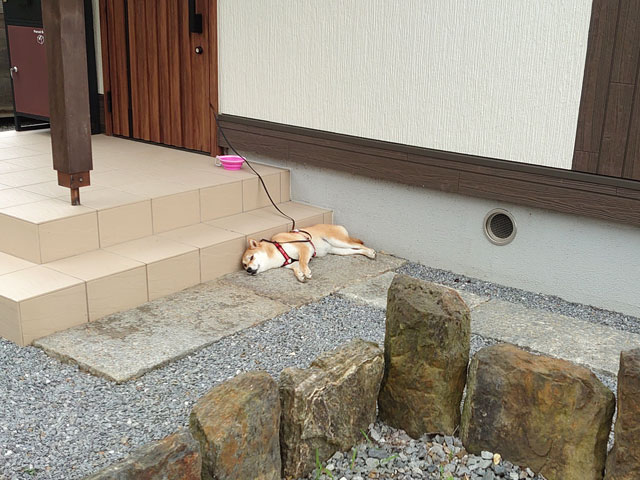 玄関で寝る柴犬
