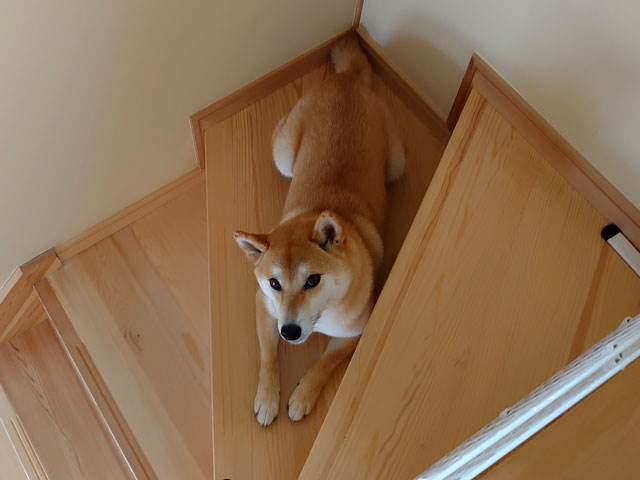階段に座る柴犬
