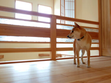 二階に立つ柴犬