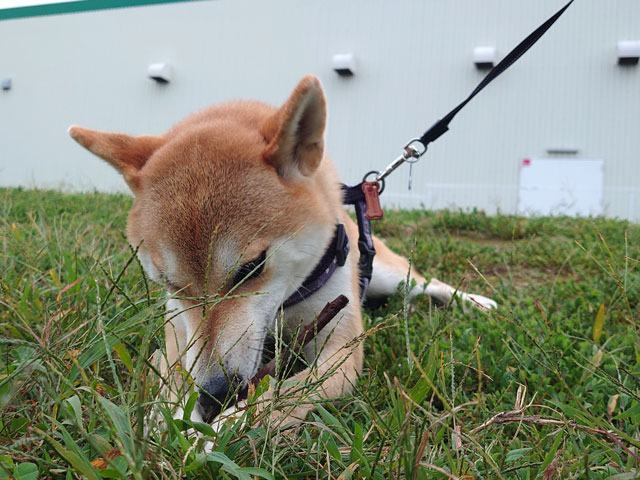 芝の上で遊ぶ柴犬
