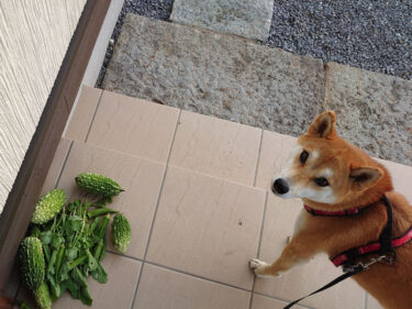 野菜と柴犬