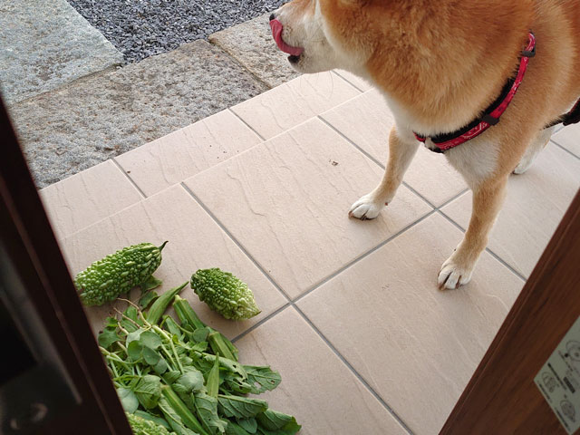 野菜と柴犬