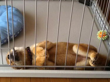 眠る柴犬の子犬