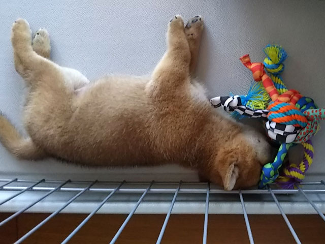 眠る柴犬の子犬