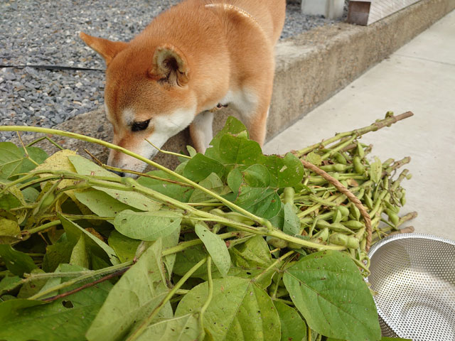 枝豆と柴犬