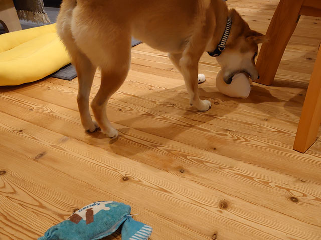 おもちゃを壊す柴犬