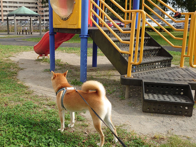 公園と柴犬