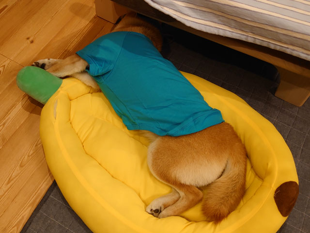 Tシャツを着て寝る柴犬