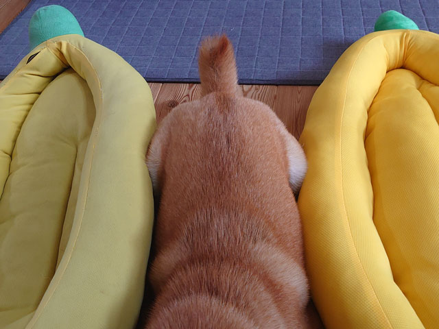 バナナベッドと柴犬