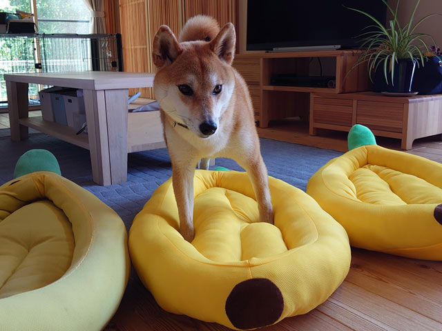 バナナベッドと柴犬