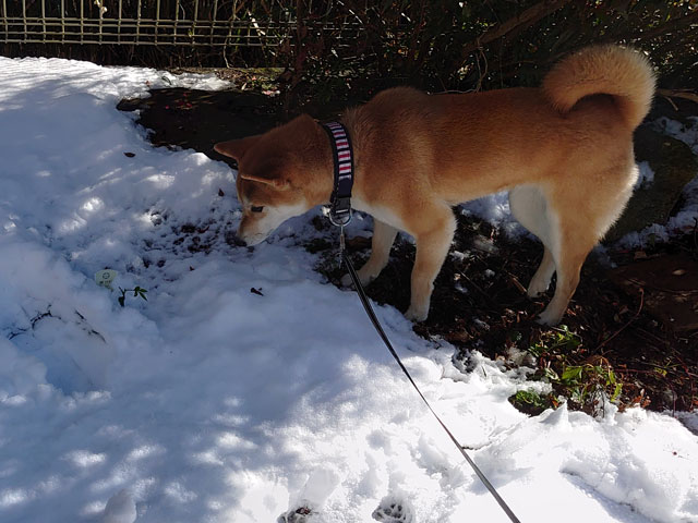 雪の匂いを嗅ぐ柴犬