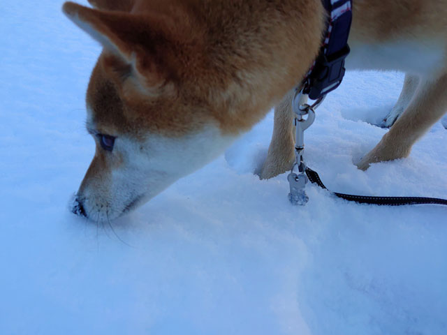 雪中の柴犬