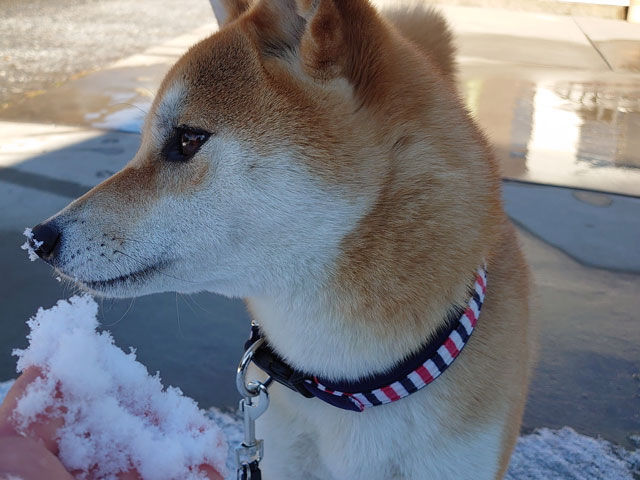 雪を食べる柴犬