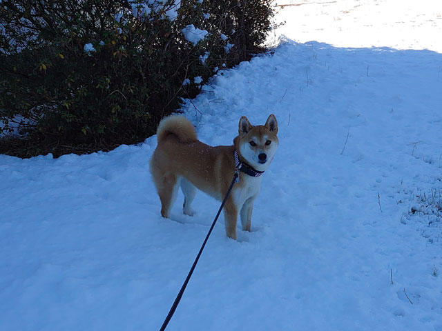 雪中の柴犬