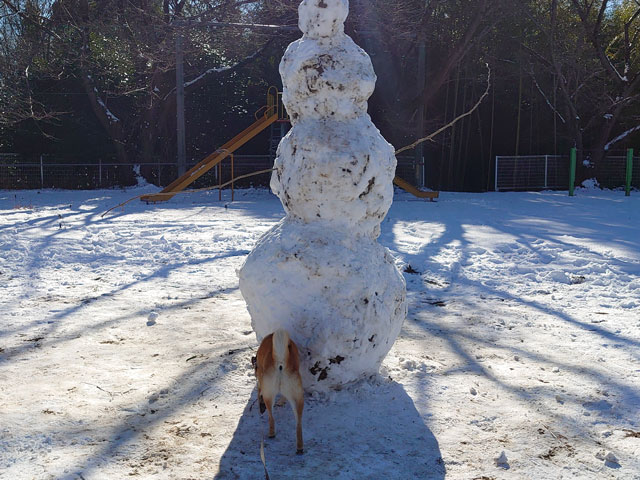 雪だるまと柴犬