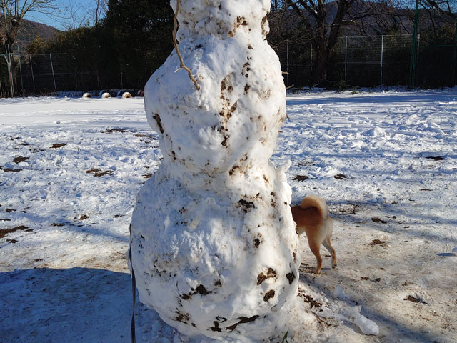 雪だるまと柴犬