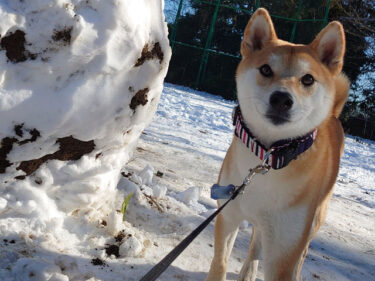 犬生初の雪！【後編】
