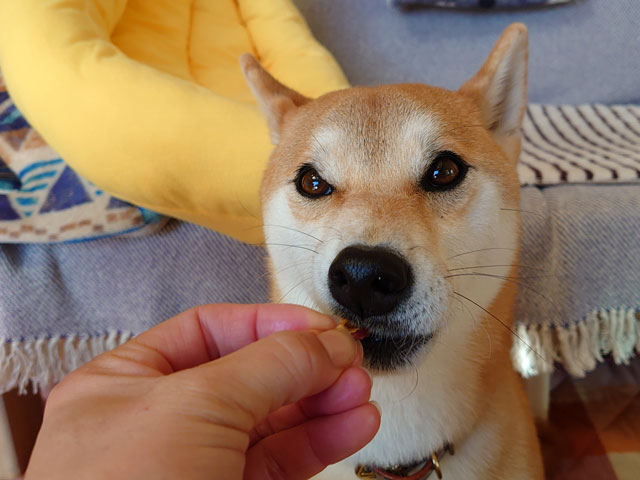 干しりんごを食べる柴犬