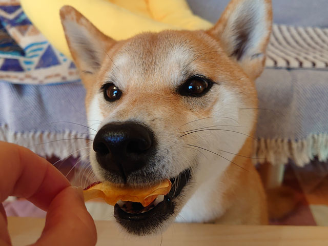 干しりんごを食べる柴犬