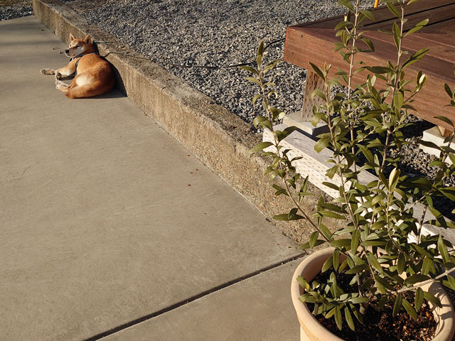 庭で寝そべる柴犬