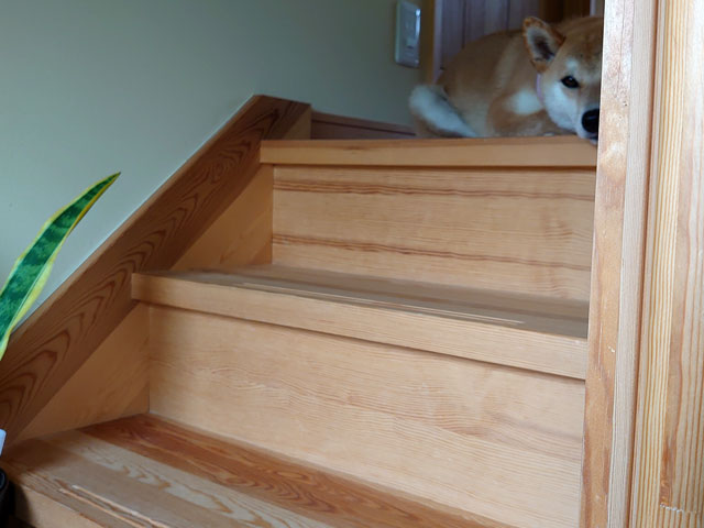 階段に座る柴犬