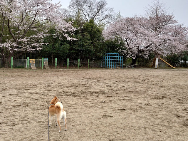 桜をバックに立つ柴犬