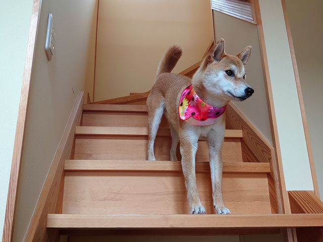 階段を降りる柴犬