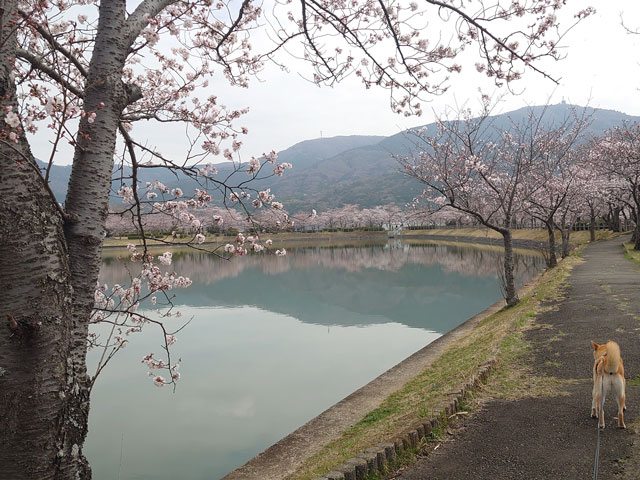 桜と大池
