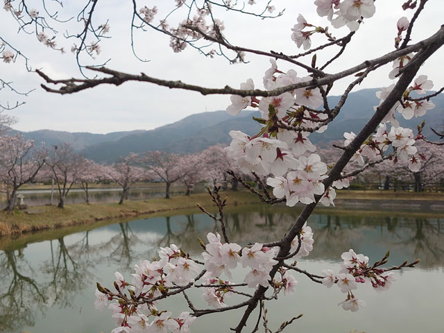 桜と大池