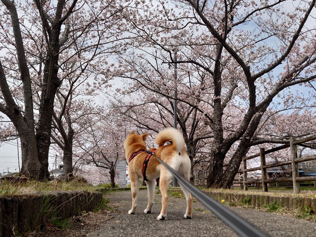 桜を眺める柴犬