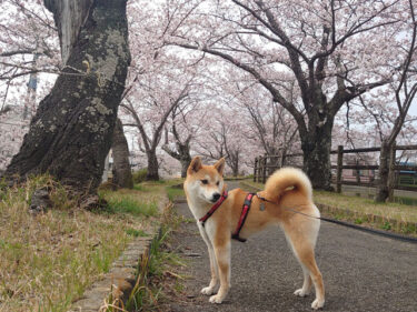 桜をバックに立つ柴犬