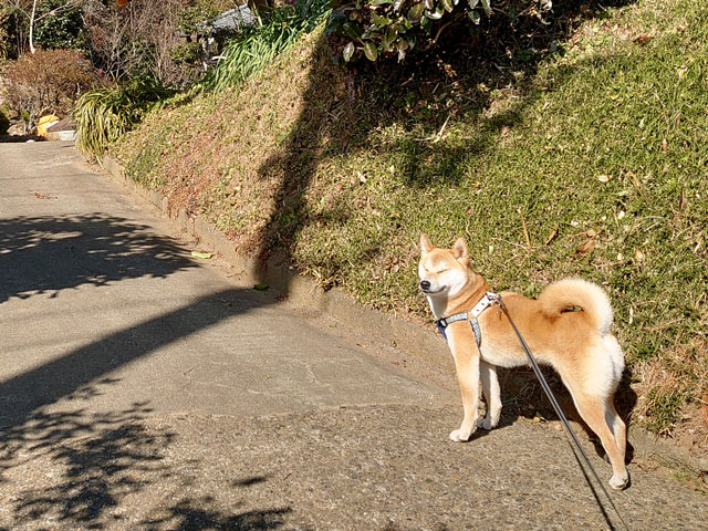 坂道に立つ柴犬