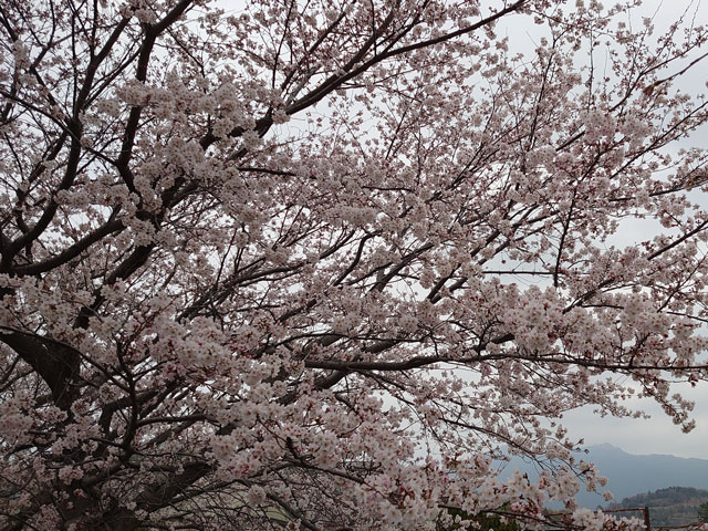 桜と筑波山