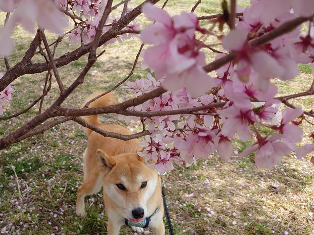 桜と柴犬