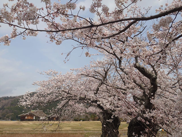 桜と遺跡