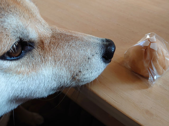 お菓子を見つめる柴犬