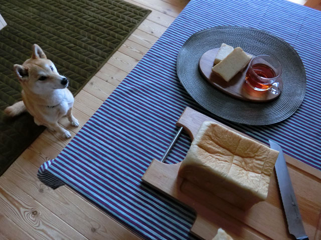 食パンと柴犬