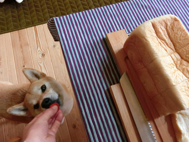 食パンと柴犬