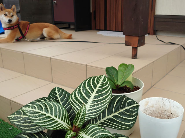 観葉植物の鉢と柴犬