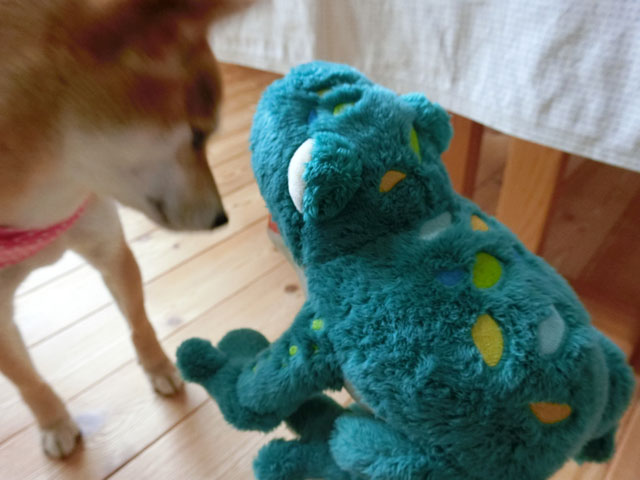 おもちゃを無視する柴犬