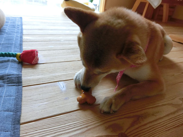 おもちゃで遊ぶ柴犬