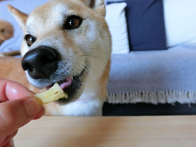 パイナップルを食べる柴犬