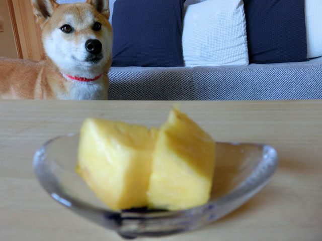 パイナップルと柴犬
