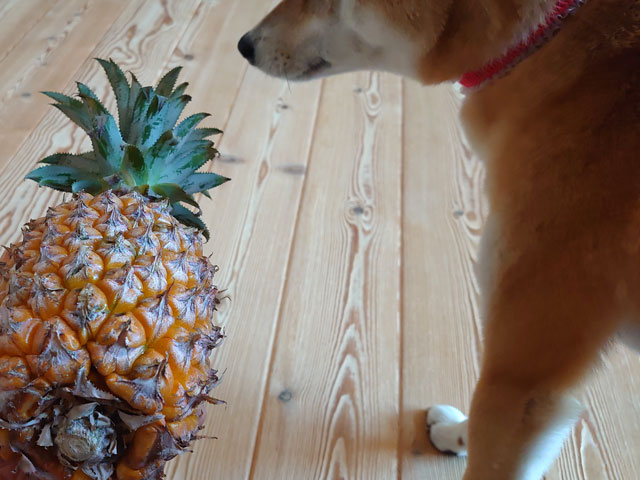 パイナップルと柴犬