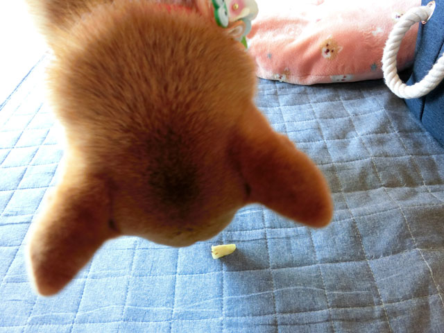パイナップルを食べる柴犬
