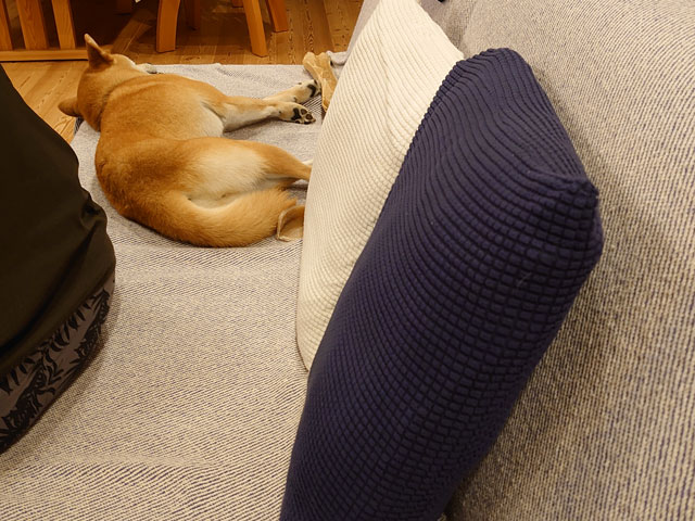 ソファで眠る柴犬